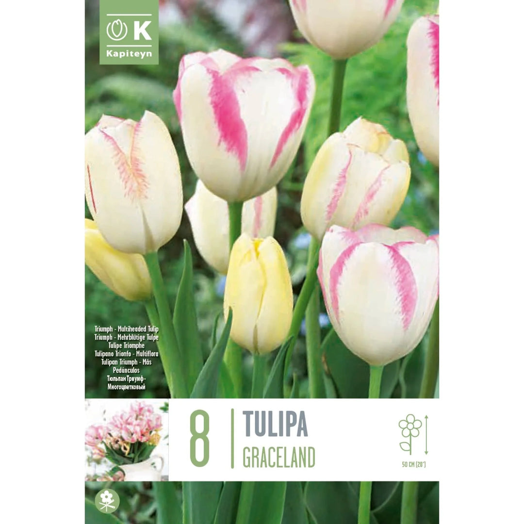 TULIPA GRACELAND 8