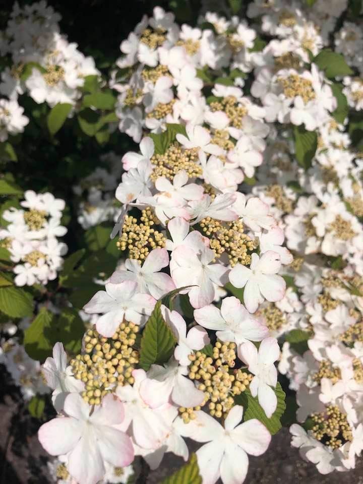 Viburnum plic. Kilimandjaro Sunrise