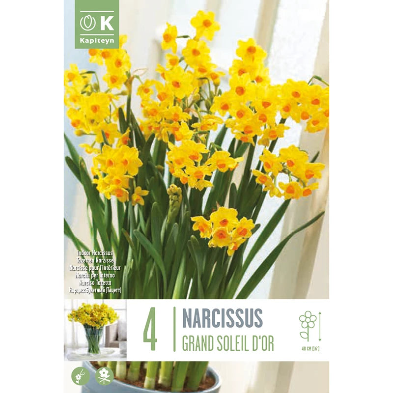 NARCISSUS GRAND SOLEIL D'OR X 4