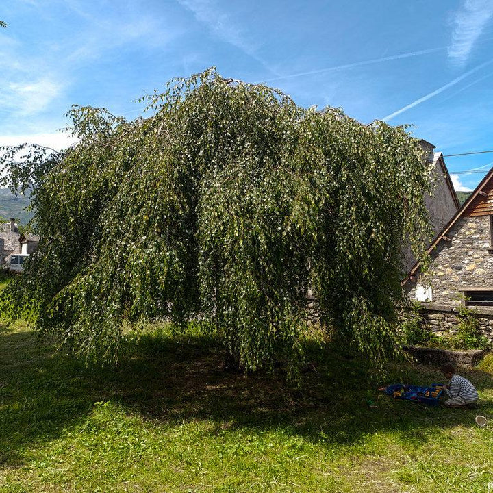 BETULA PENDULA YOUNGII