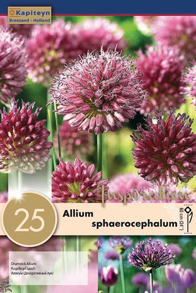 ALLIUM SPHAEROCEPHALUM X 25