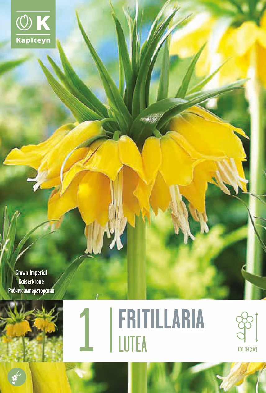 FRITILLARIA LUTEA