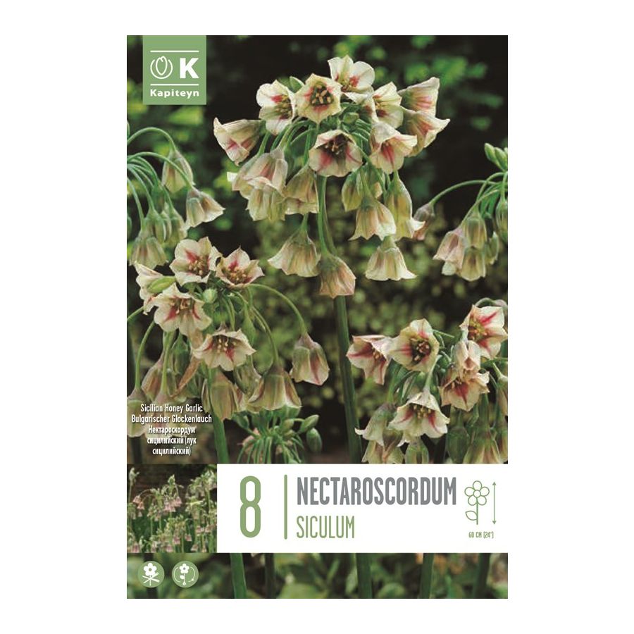 ALLIUM NECTAROSCORDUM X 8