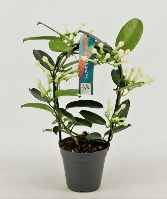 Stephanotis floribunda  P12hoop 5-6 flwr.