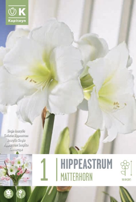 HIPPEASTRUM MATTERHORN