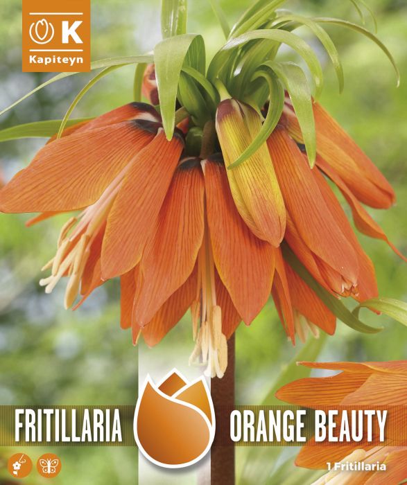 FRITILLARIA ORANGE BEAUTY x 1