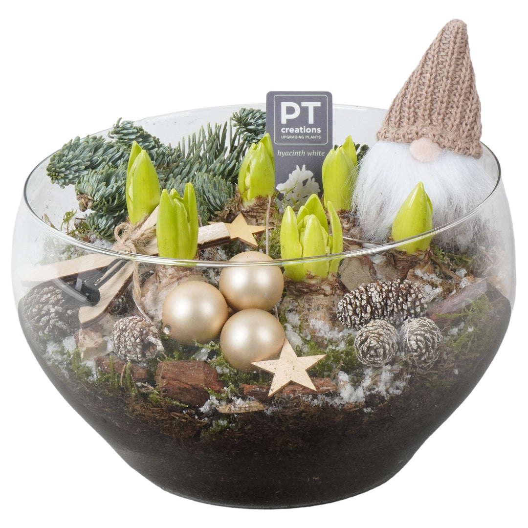 PTHCH2109 Arrangement Hyancint Christmas in glass bowl