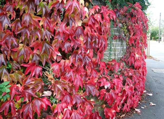 Parthenocissus quinquefolia  S-pot(2,25 L)