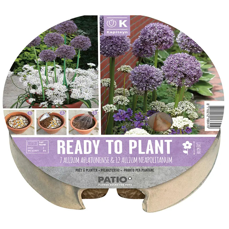 PLANT-O-MAT ALLIUM X 19