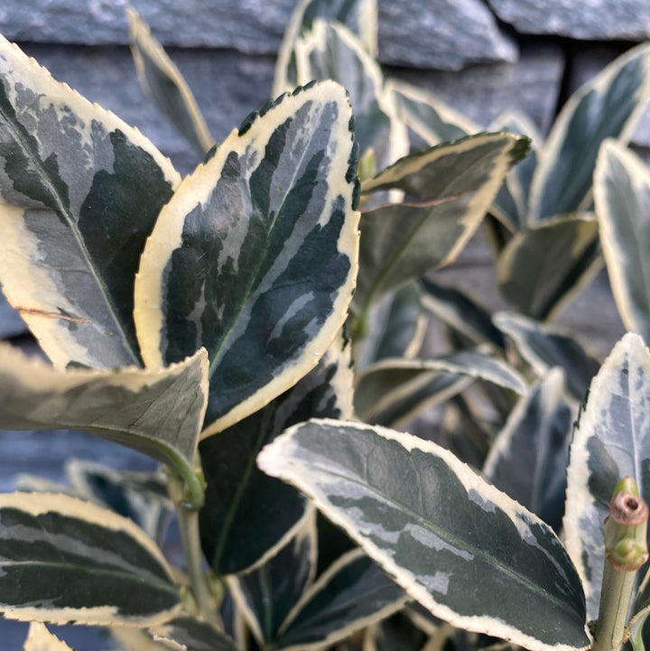 Euonymus-jap-Bravo-Leaf