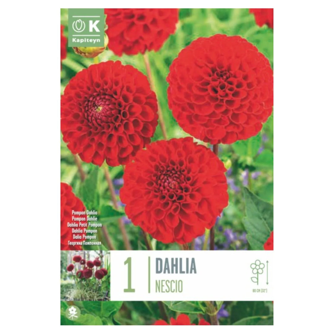 DAHLIA NESCIO x 1