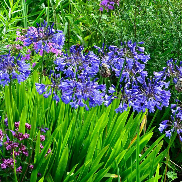 Agapanthus Blue Cloud