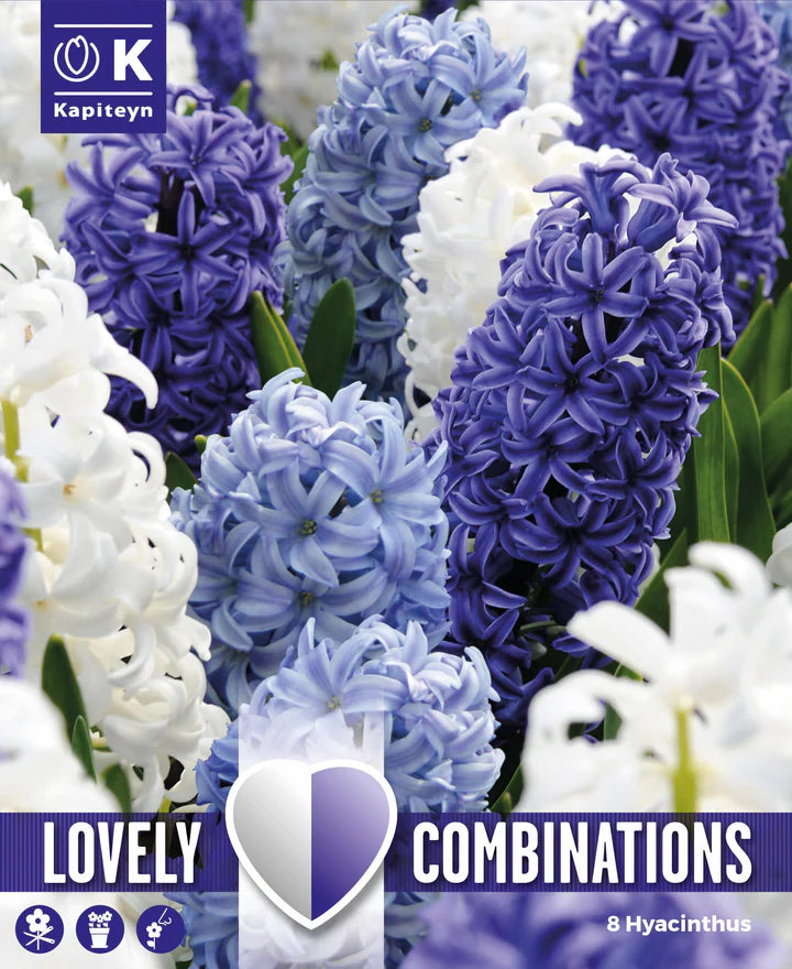 COMBI HYACINTHUS OCEAN BLEND x 8