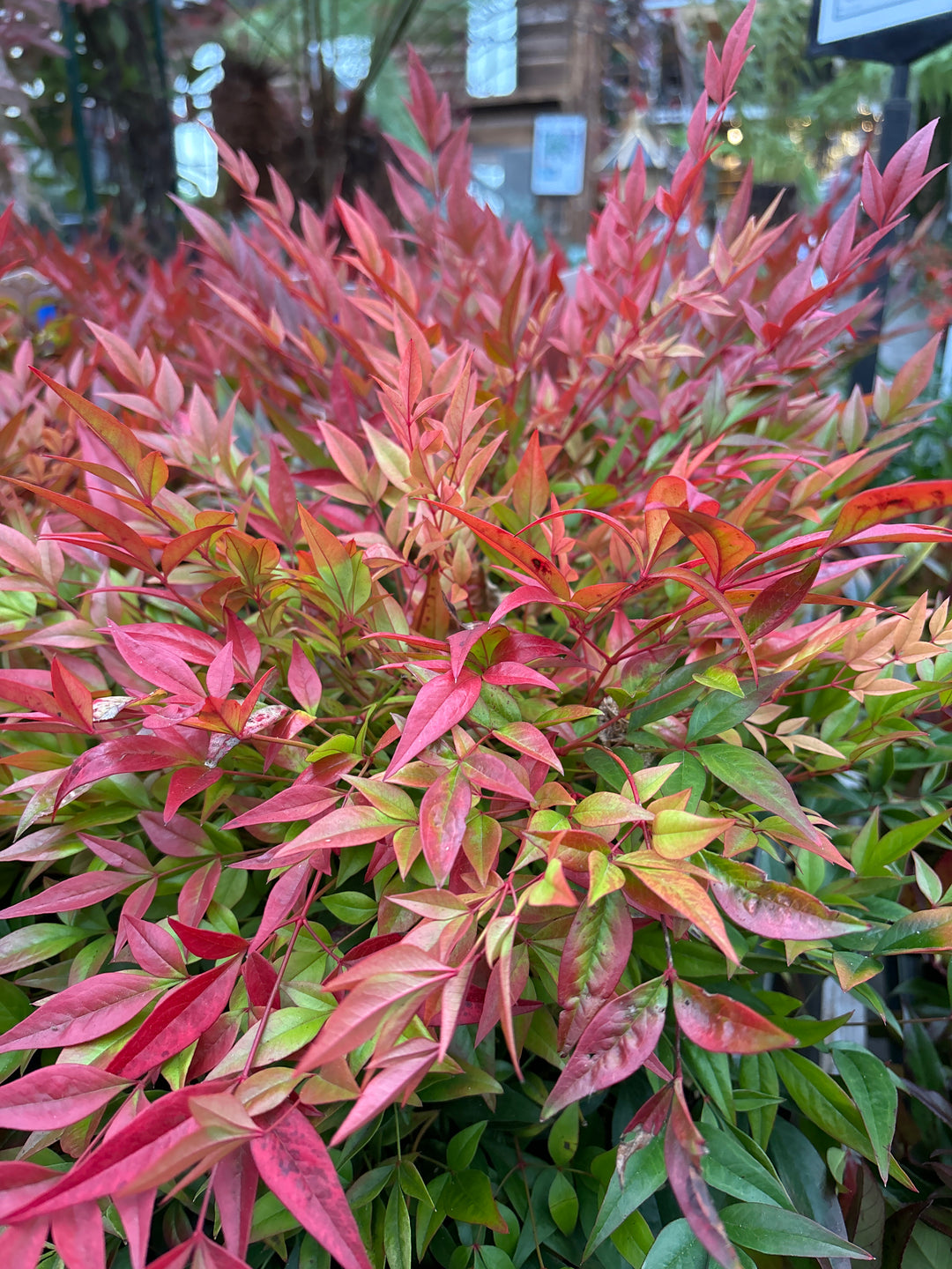 Nandina dom. Gulfstream