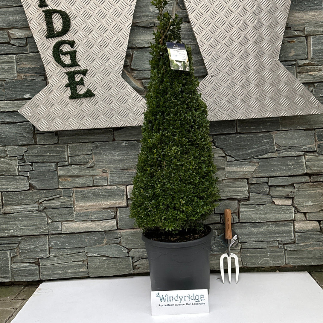 Buxus semp Pyramid 90-100cm