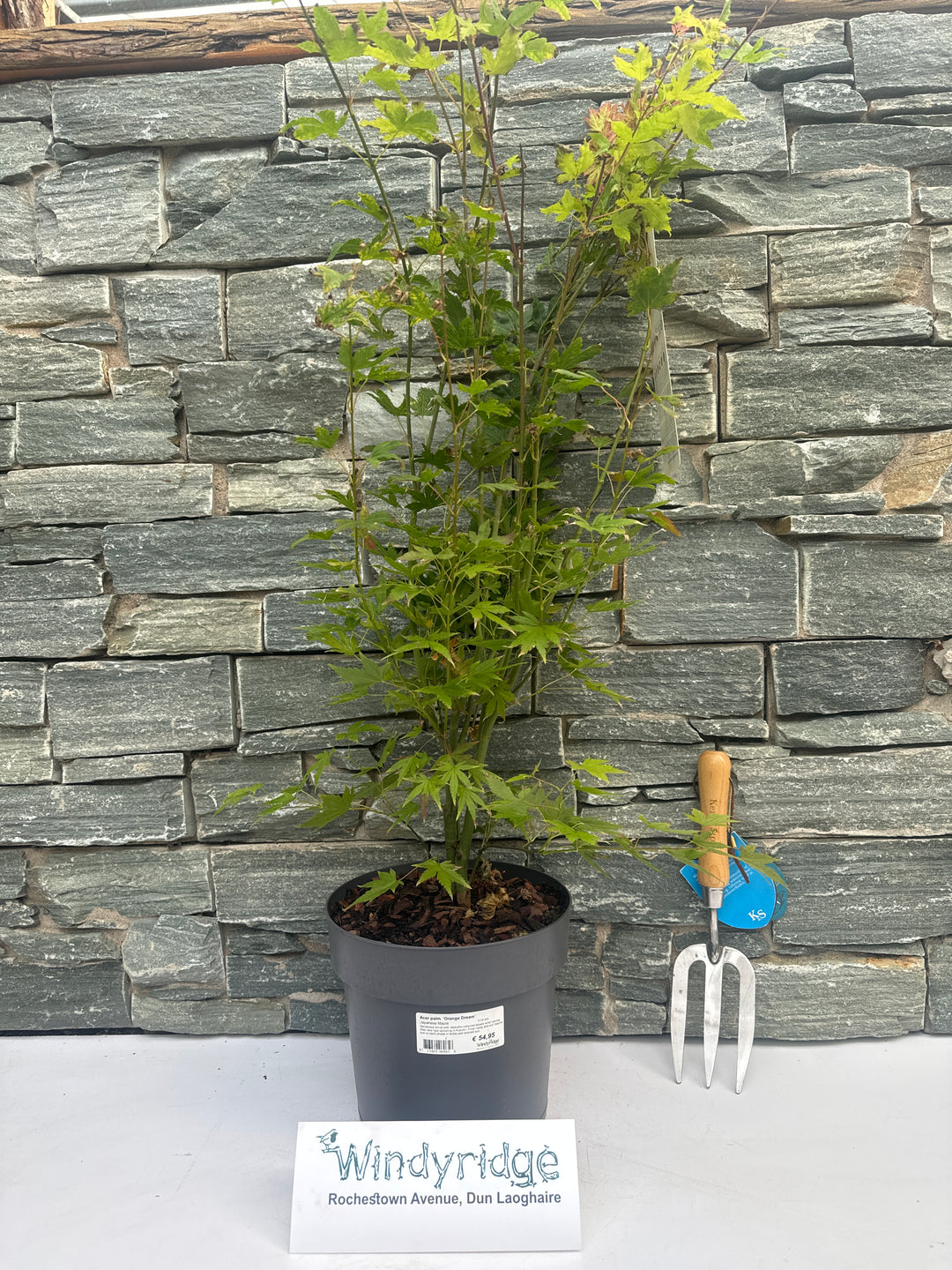 Acer palmatum Orange Dream  5 Ltr pot