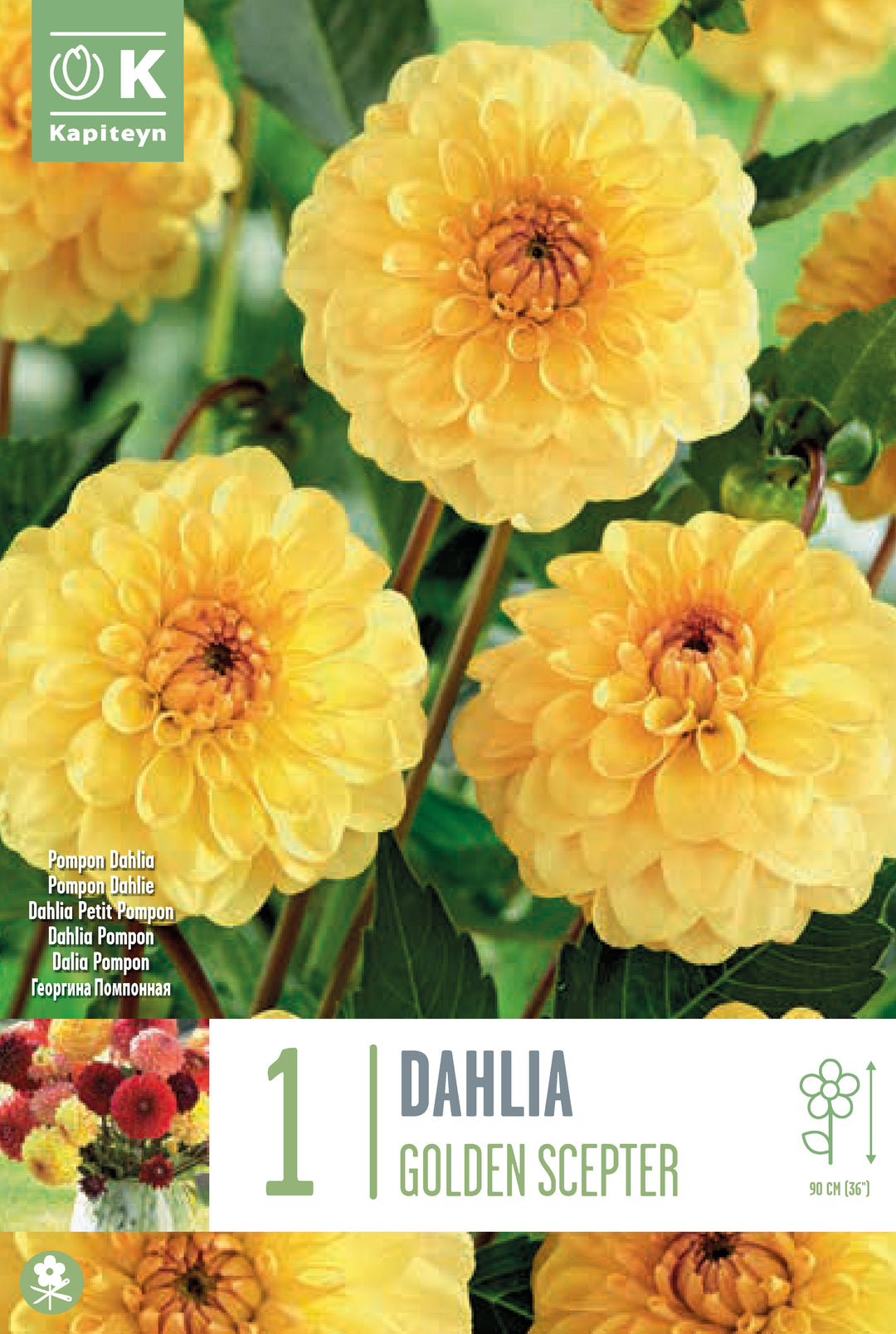 DAHLIA GOLDEN SCEPTER x 1