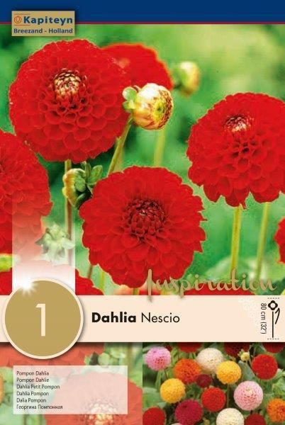 DAHLIA NESCIO x 1