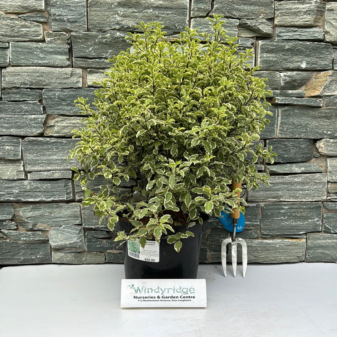 PITTOSPORUM argyrophyllum Ball