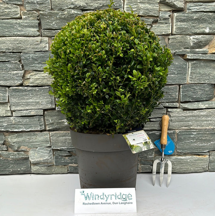 Buxus semp Ball 40-45cm