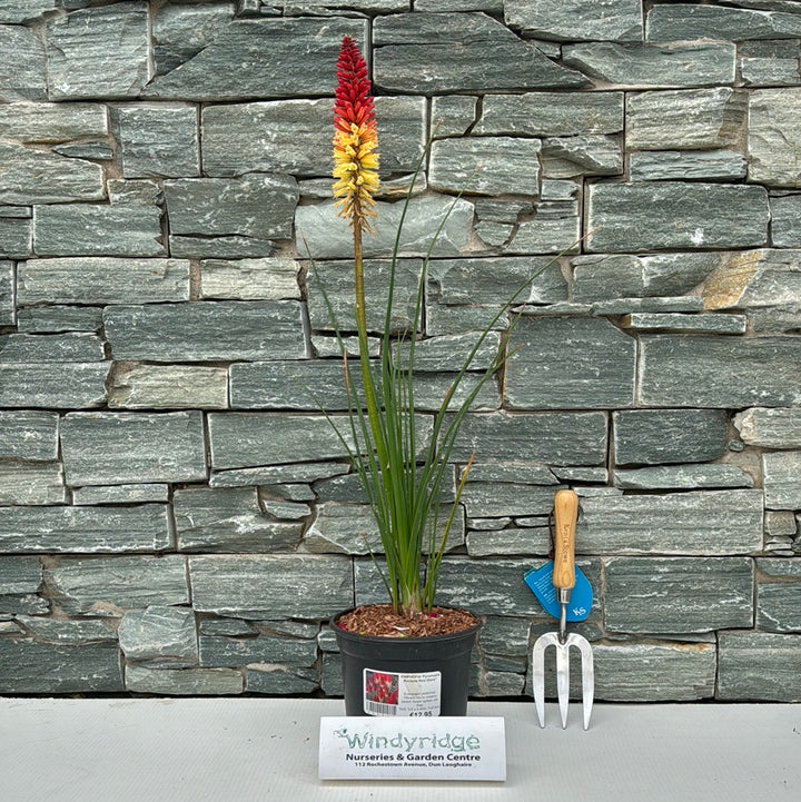 KNIPHOFIA Pyromania Rockets Red Glare