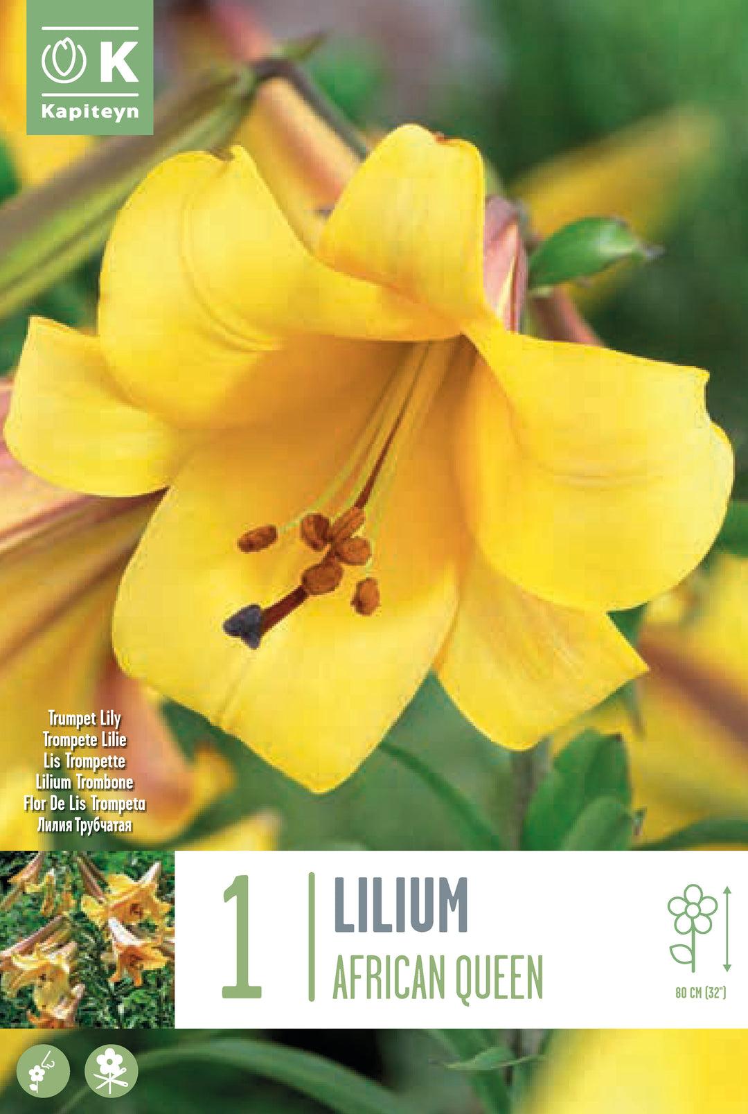 LILIUM AFRICAN QUEEN x 1