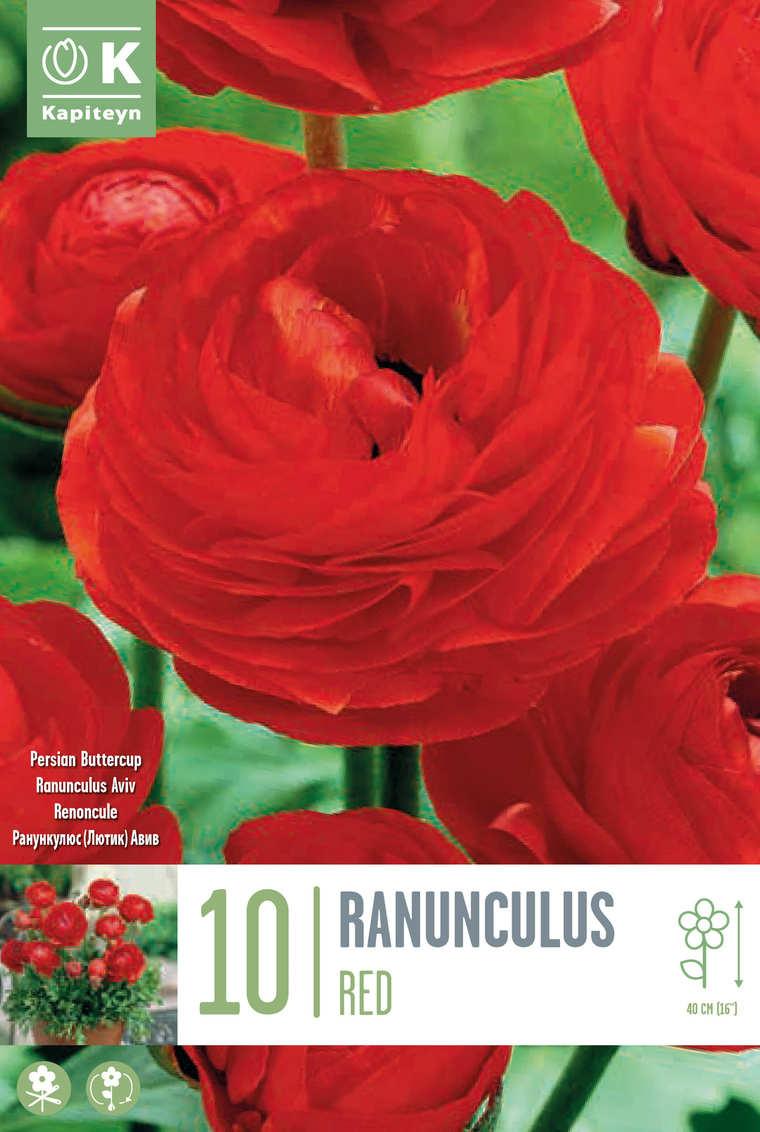 RANUNCULUS AVIV RED x 10