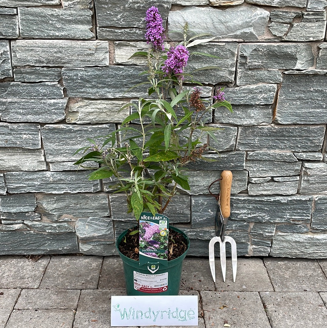 Buddleja Buzz Lavender