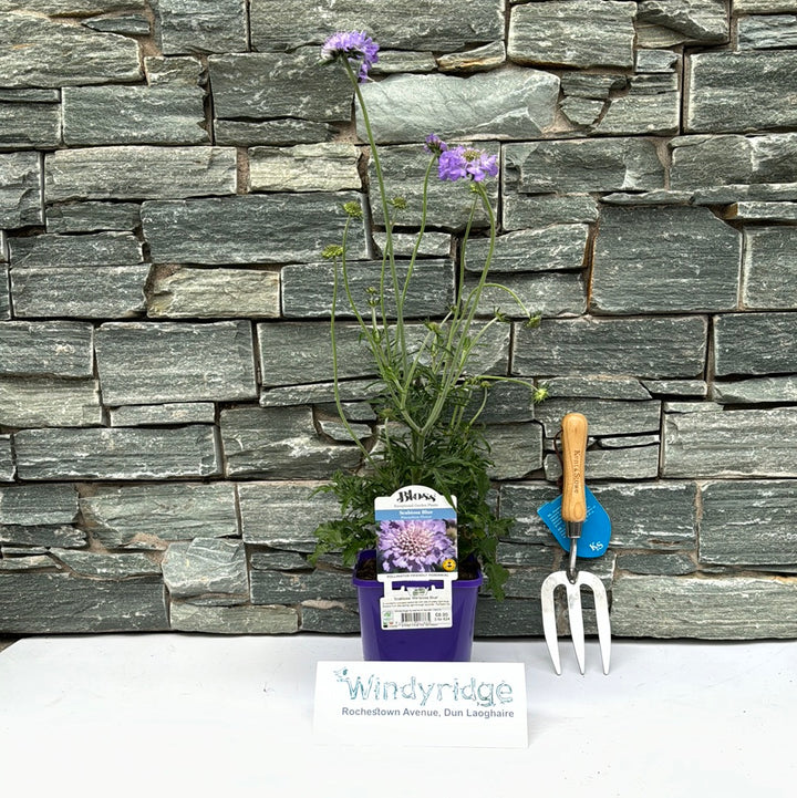 Scabiosa Mariposa Blue (Scabiosa Columbaria)