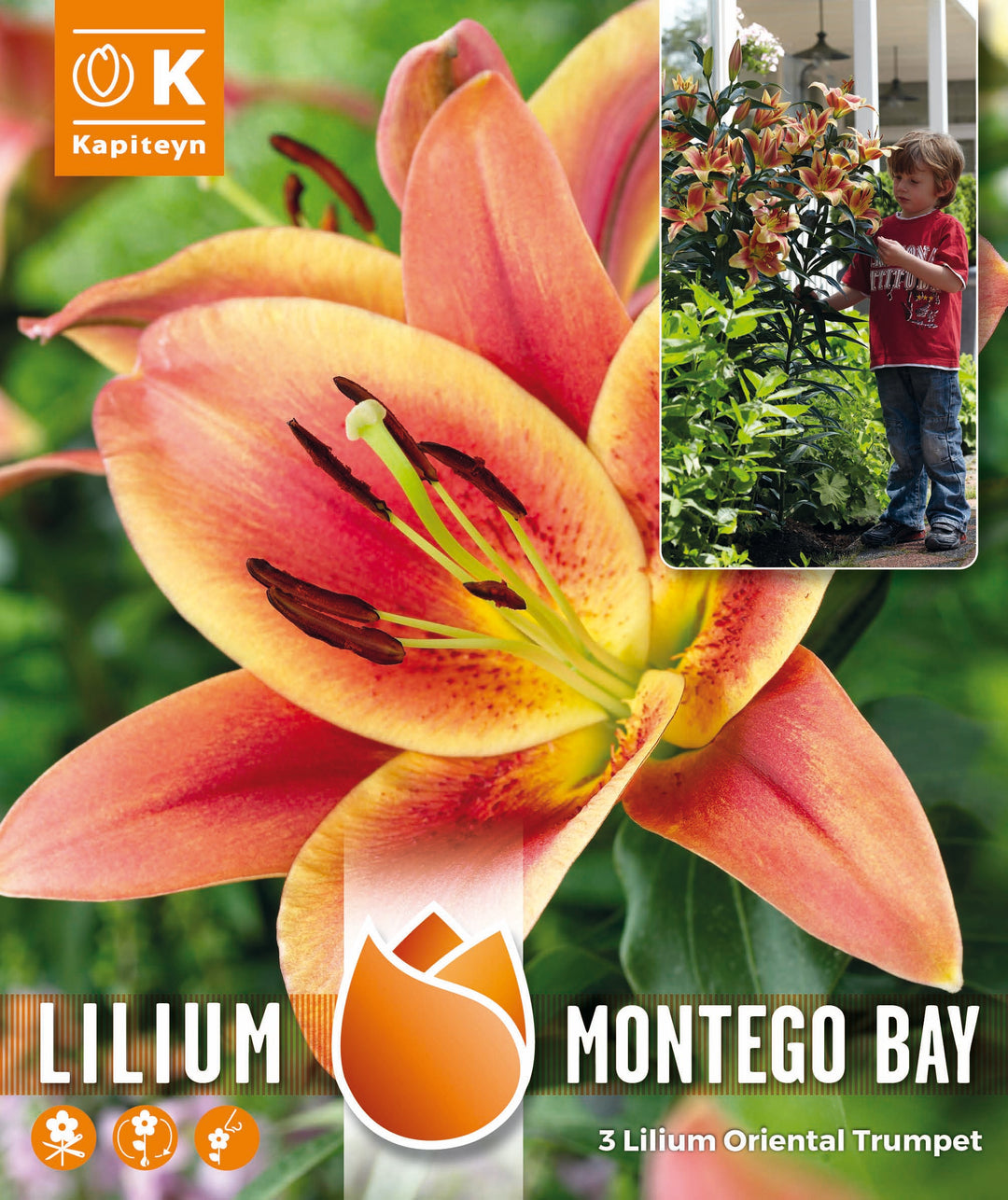 TREE LILIUM PACK MONTEGO BAY x 3