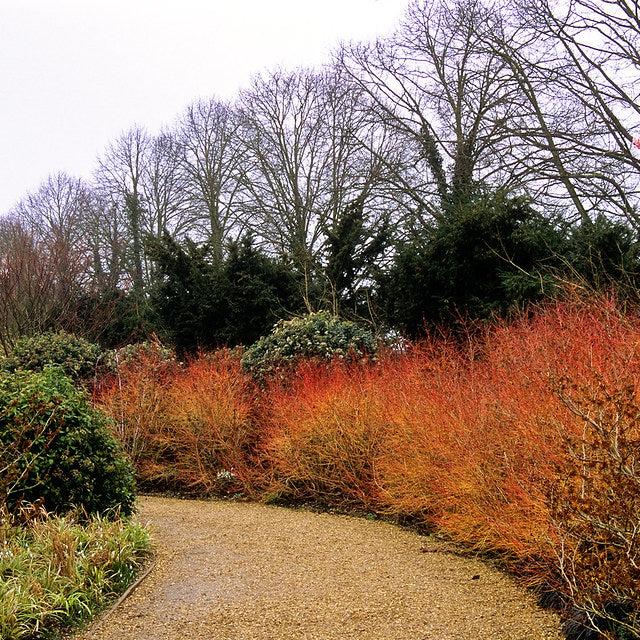 Cornus-Midwinter-Fire-planted