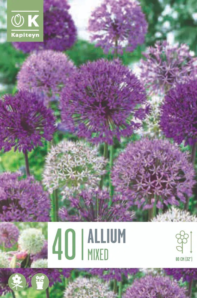 LANDSCAPE BAG ALLIUM LARGEFLOWERING MIXED COLOURS x 40