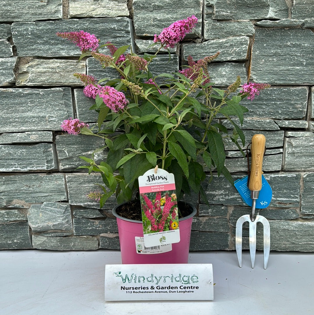 Buddleia Butterfly Candy Pink