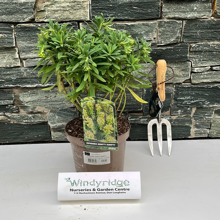 EUPHORBIA HUMPTY DUMPTY