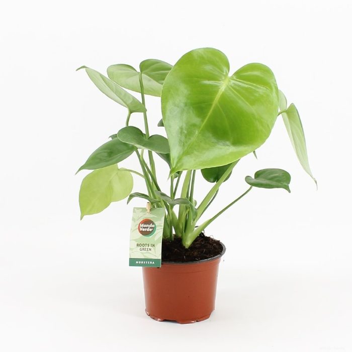 Swiss Cheese Plant Monstera deliciosa  (12cm Pot)