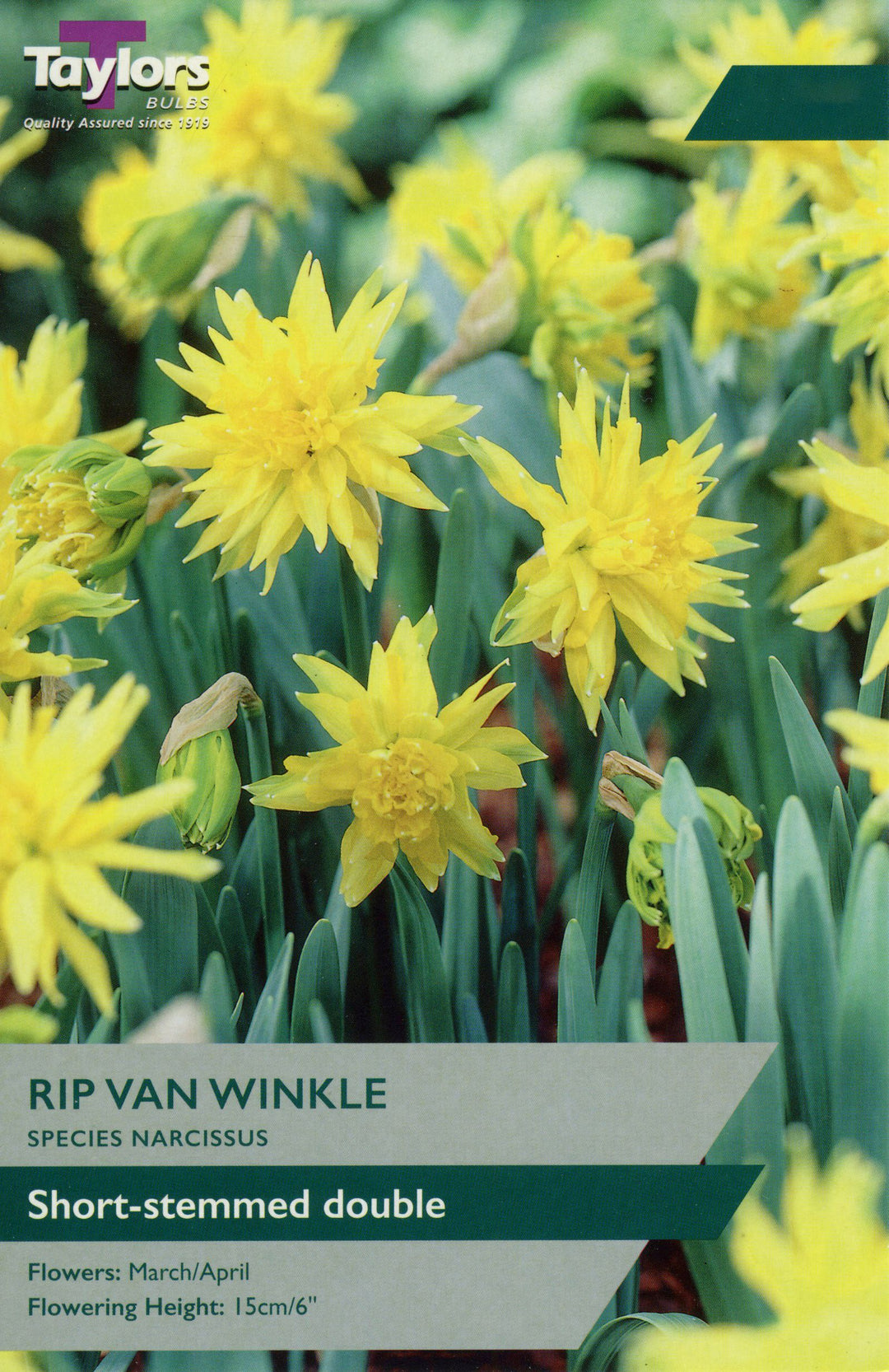 NARCISSUS RIP VAN WINKLE X 7