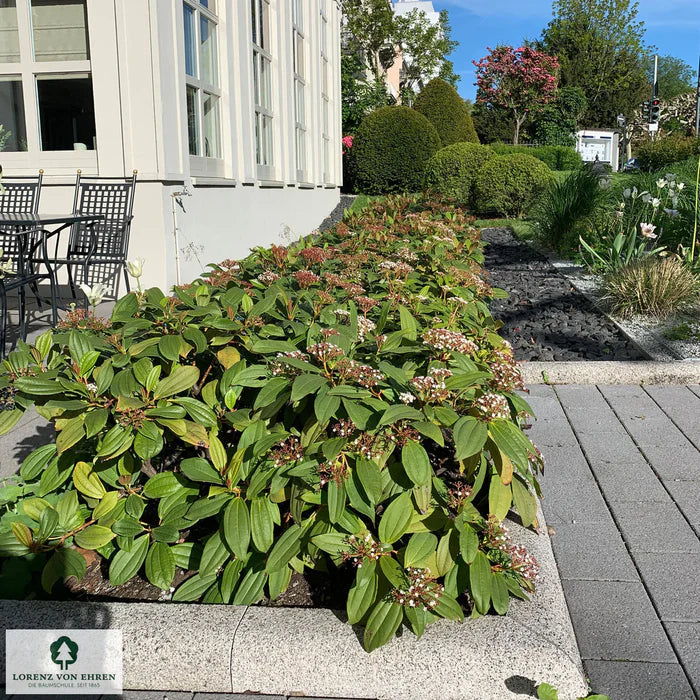 Viburnum davidii