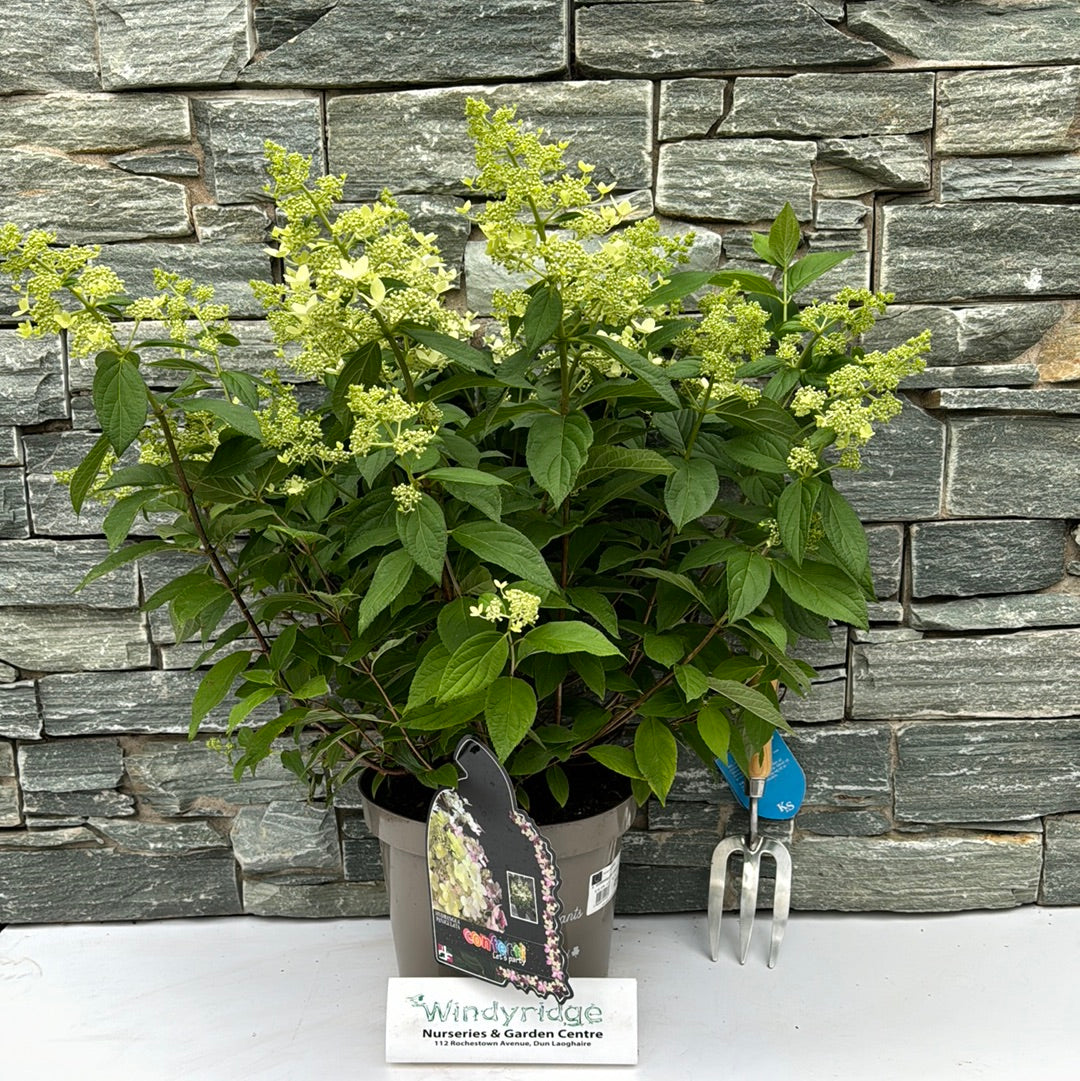 HYDRANGEA PAN. CONFETTI