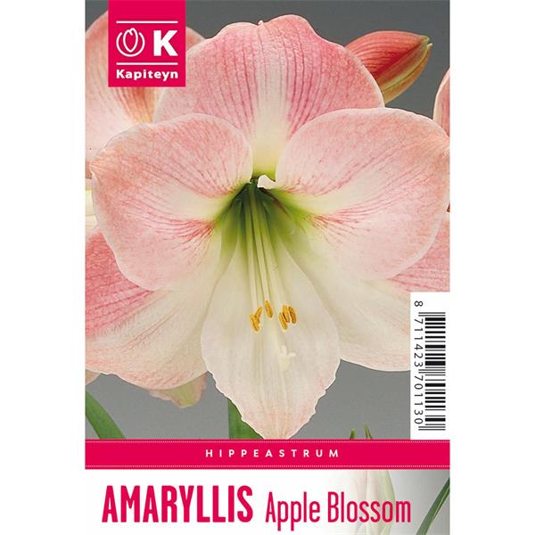 BOX HIPPEASTRUM APPLE BLOSSOM X1