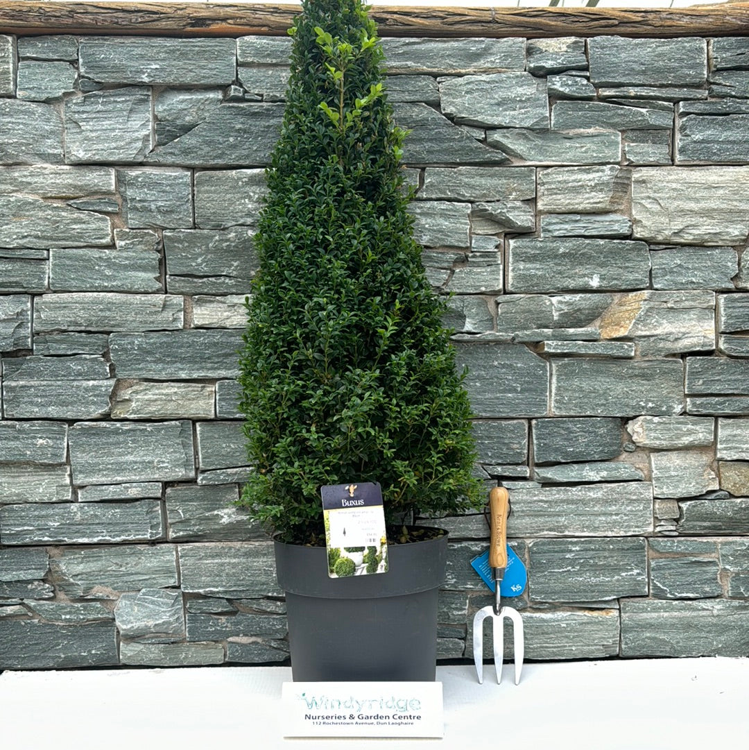 Buxus semp Pyramid 70-80cm