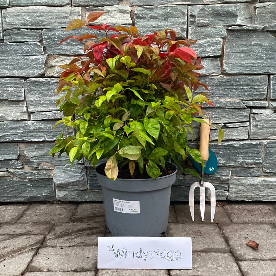 Nandina dom. Blush Pink / 5 Ltr pot