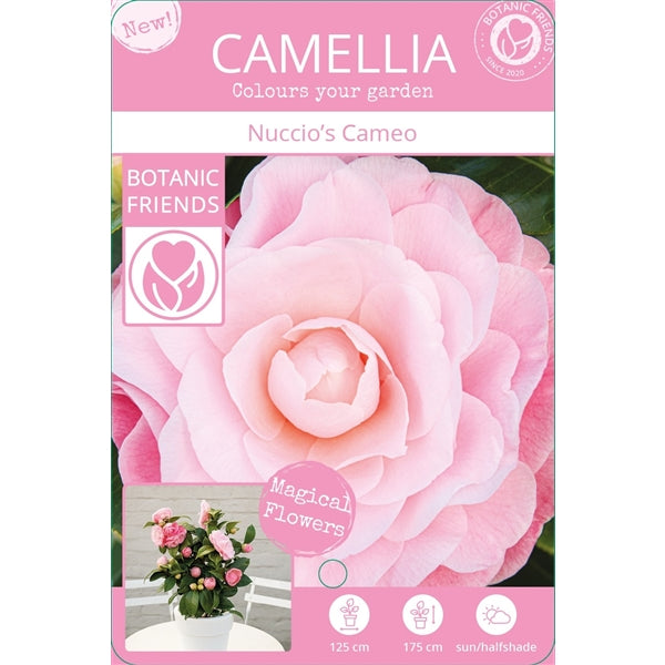 Camellia jap Nuccios Cameo