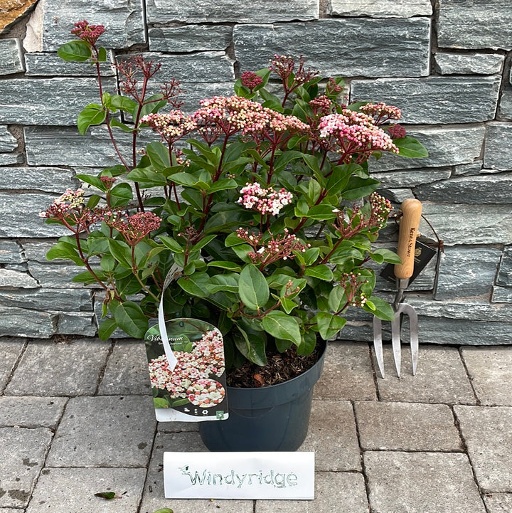 VIBURNUM TINUS LISA ROSE