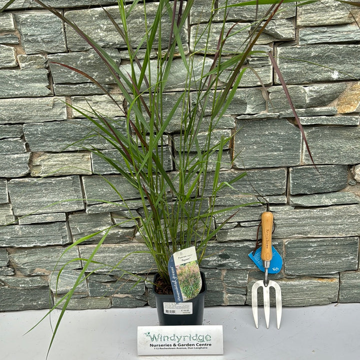 Panicum virg. Squaw  2L, square pot