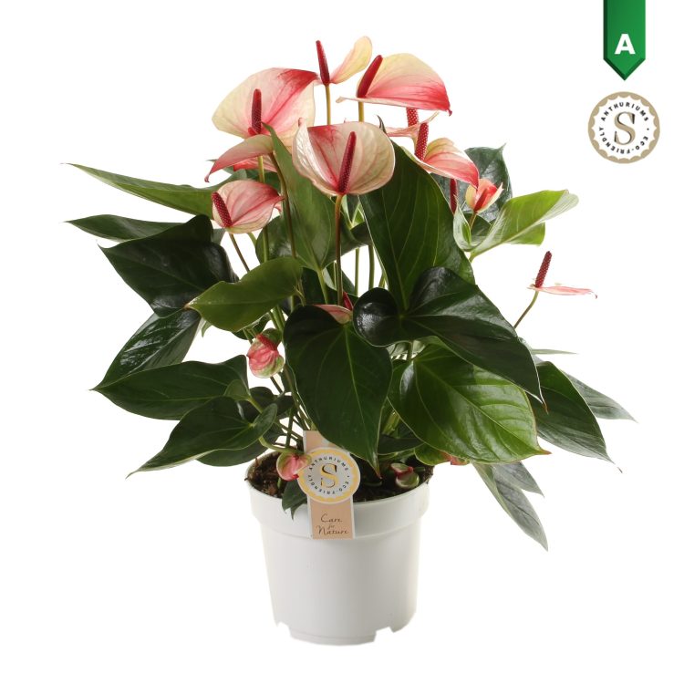 Anthurium and. Mystique  P17