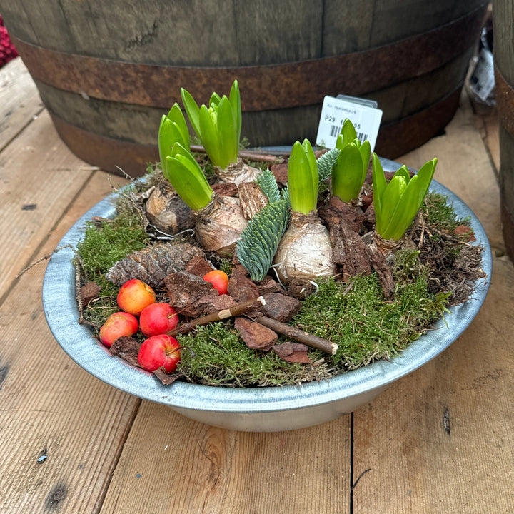 Hyacinthus Arr. L Winter in Metal Bowl