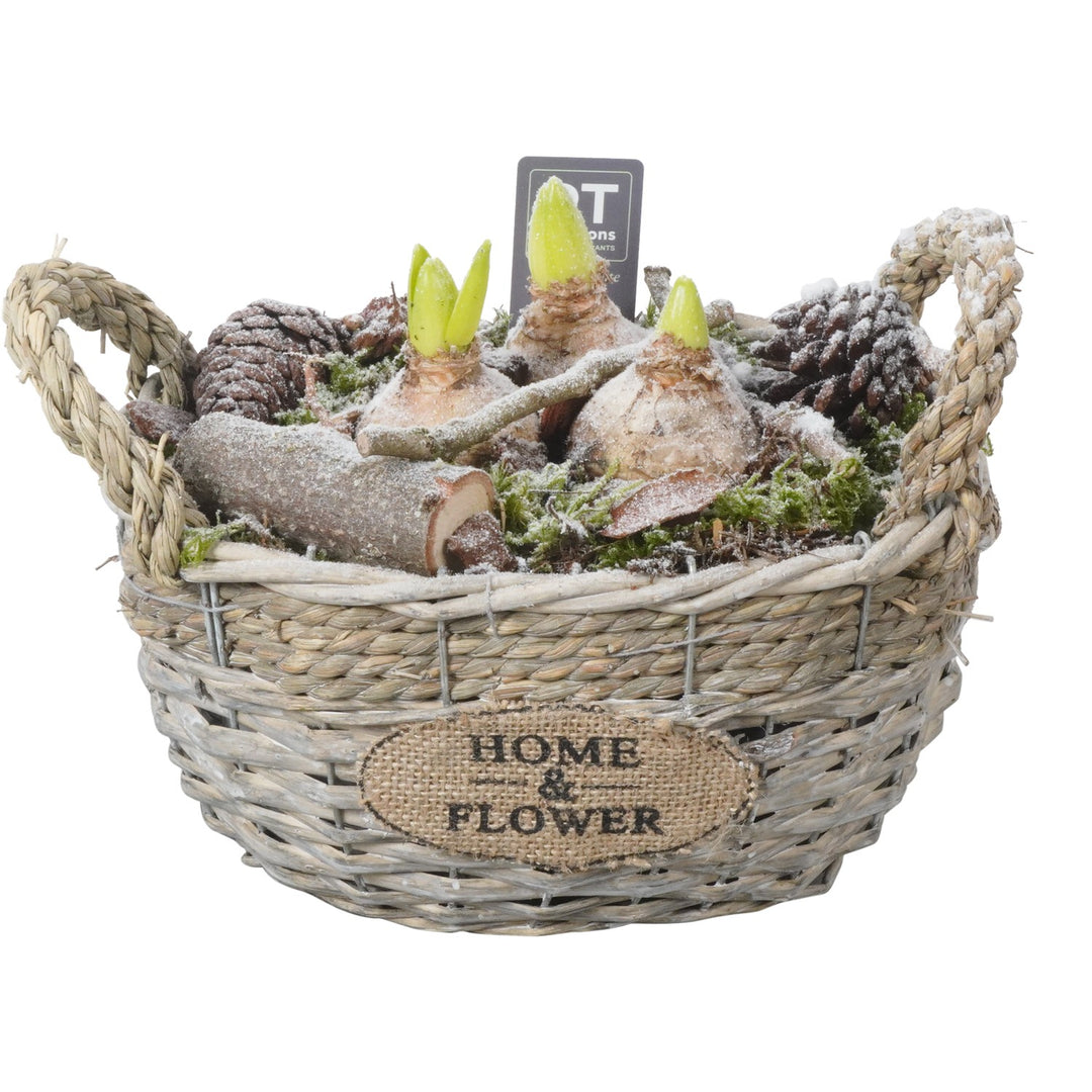 Arrangement Winter Hyacint in wicker basket