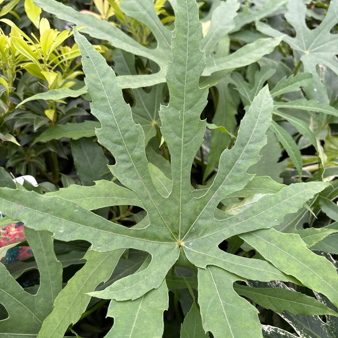 Fatsia polycarpa Greenfingers