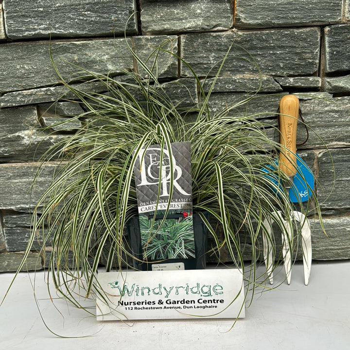 Carex Everest