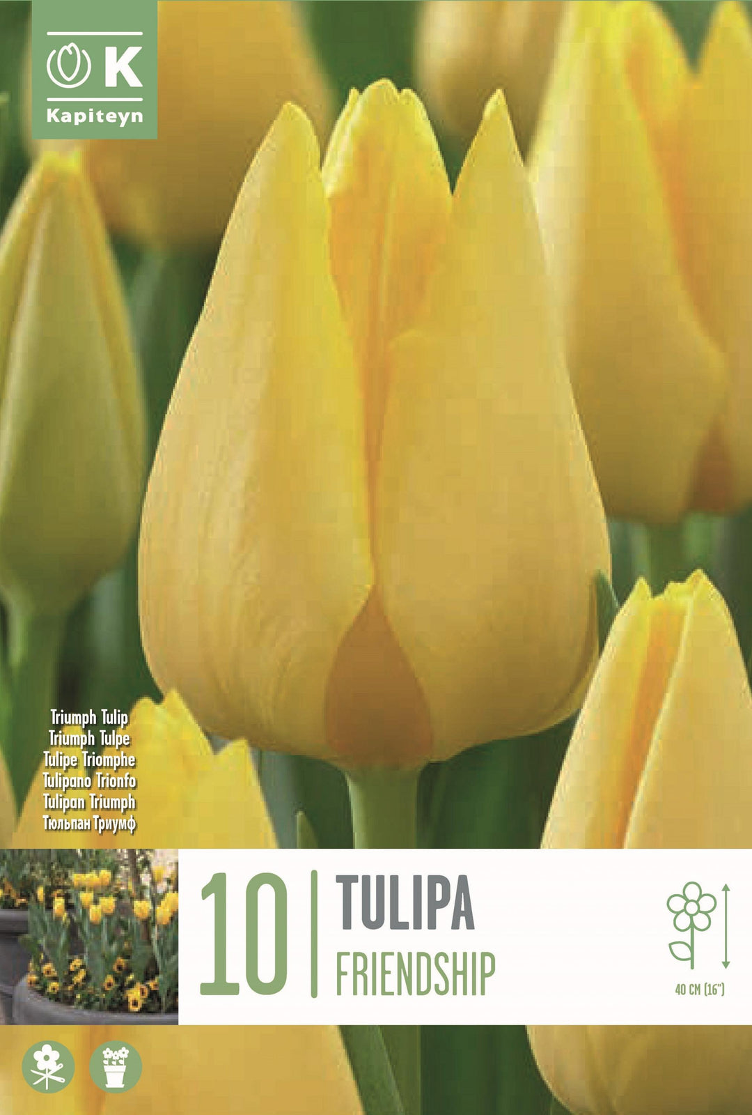 TULIP TRIUMPH  FRIENDSHIP X 10